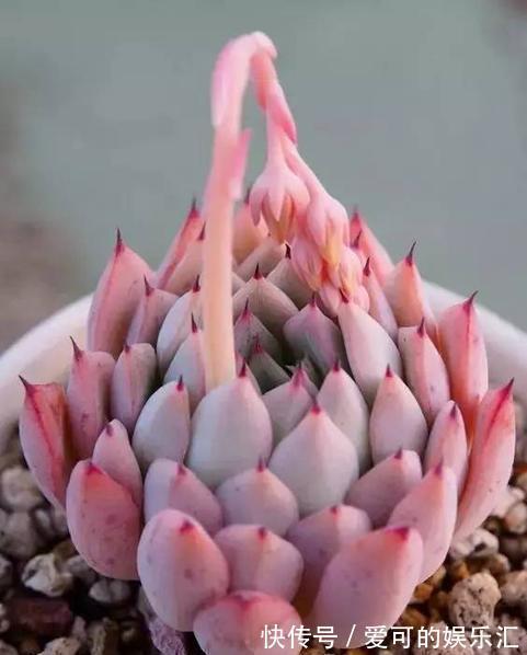 多肉嘴最挑,要喝茶叶水,对吗