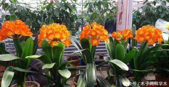 养花施肥不用多,3种肥料管一切,叶子油亮花开多