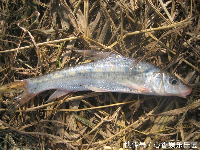 30多年前，我花一块钱买的钓鱼小册子，让我悟出了钓鱼的门道