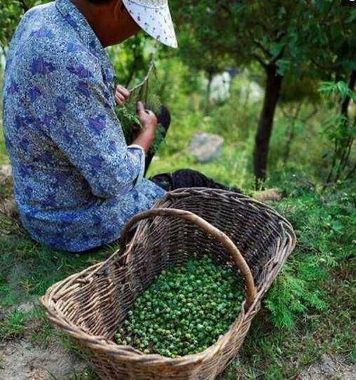 正宗|即将消失的三种农村水果,“正宗”农村人都吃过,第三种像音符