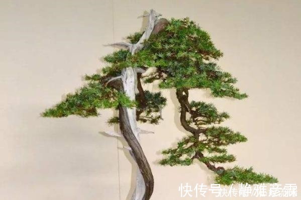 舍利干|盆栽案例欣赏,最贵的是舍利干,桃花类的美极了!