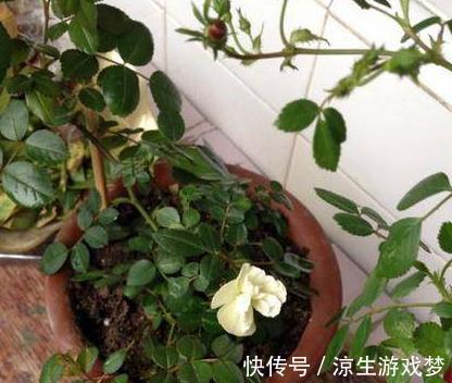 植物|新手养花的常见几个误区,为什么会让植物致命