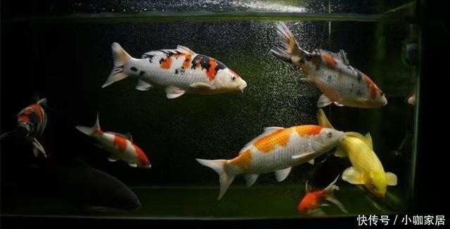 硝化细菌|只要鱼缸水质不好就是异养菌爆发,为什么一喂鱼,立刻水就混了?