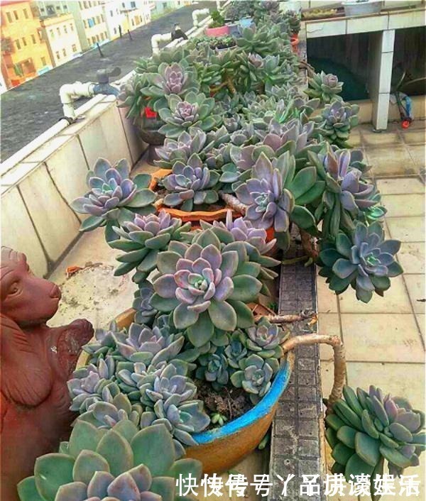 冬美人|此种“多肉”,干不死冻不死,一年四季无人管也疯长,路边常见!