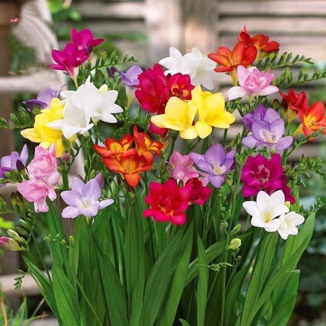 喜欢在家中养花卉，就选花色丰富多样，花期长，人见人爱的3种花