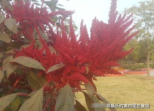 这种野草“红艳艳”，以前常被糟蹋，如今成了稀罕菜，是降压良药