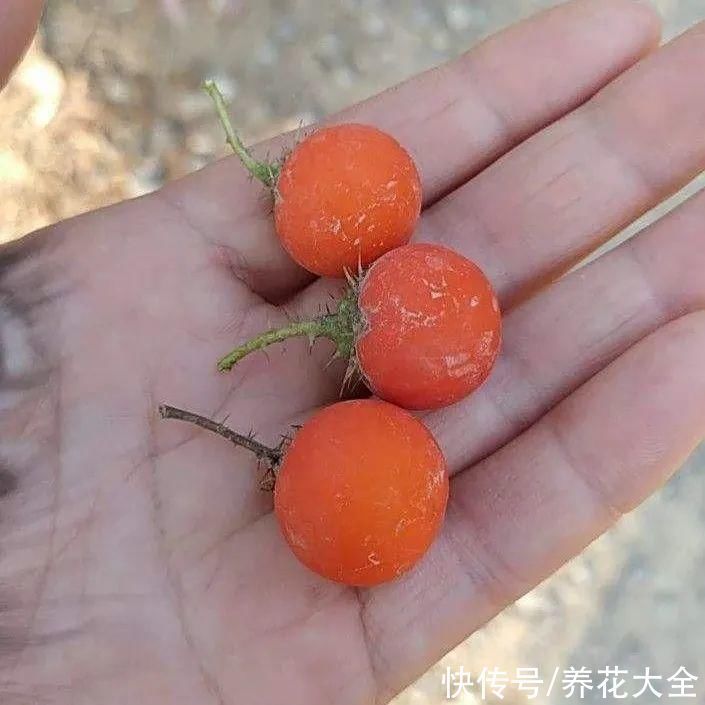 紫茉莉|不能小看入侵植物,看到后要立马拔掉,留着就是祸害