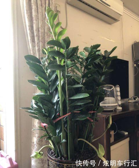 家里养上三种树,旺财旺人,你家养的吗?