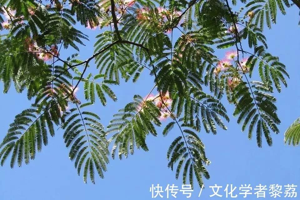 梧州!故乡的合欢树