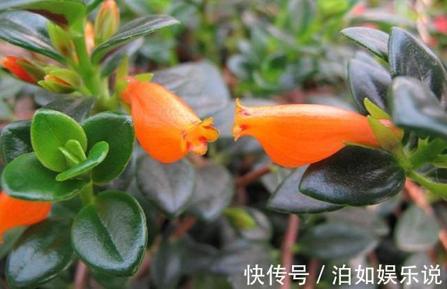 花苞|金鱼吊兰总不开花，可能是秋季养护没做好，做好几点花苞挂满枝头