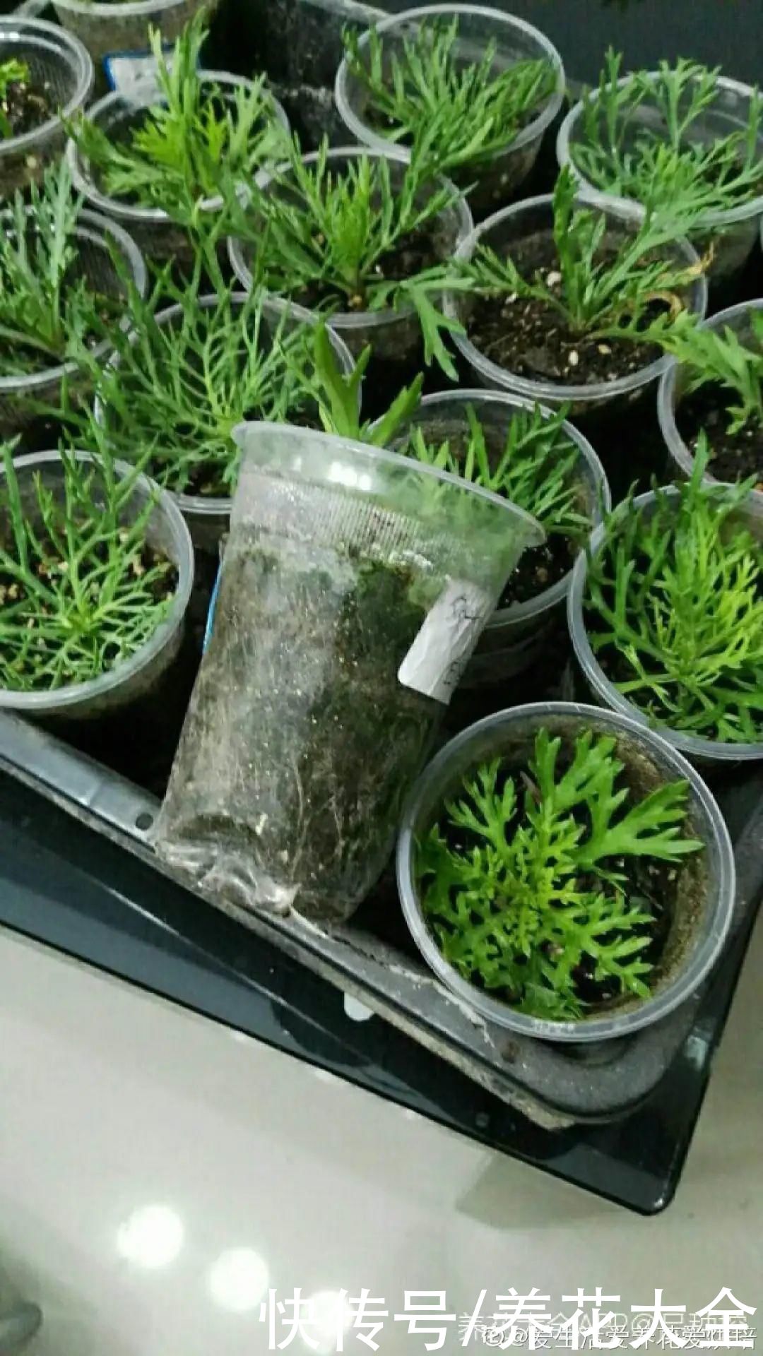 11种常见花，现在扦插，成活率特高