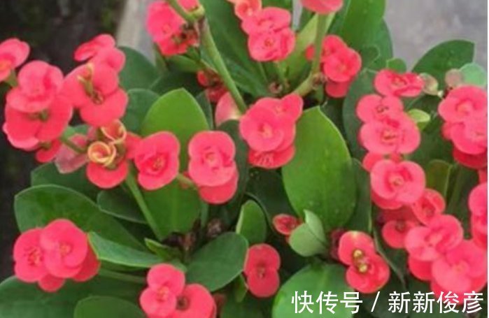 虎刺梅|四种‘抗旱懒人花’如果一个月不浇水,不管,越长越旺,观赏价值高