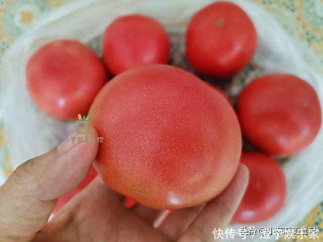 西红柿|买西红柿，挑圆的还是尖的？菜农：“这3种”可别买，都是催熟的