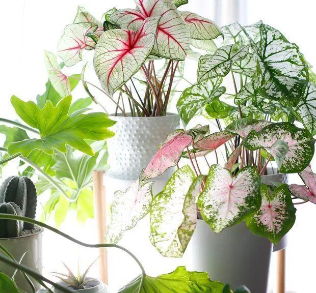 虎皮兰|种健康花,家里养一盆,格调高寿命长,干净,健康,运气好