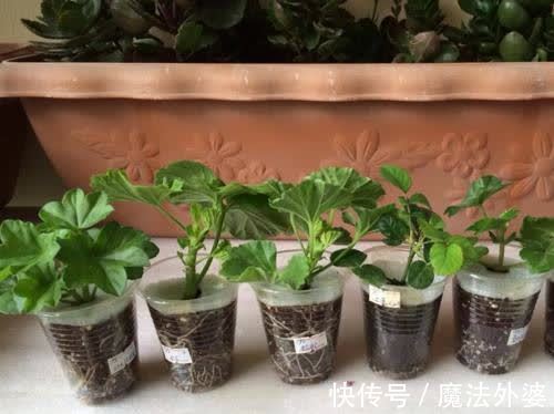 枝条|冬天“扦插”4种花,正是好时机,生根快,成活率高,容易的很