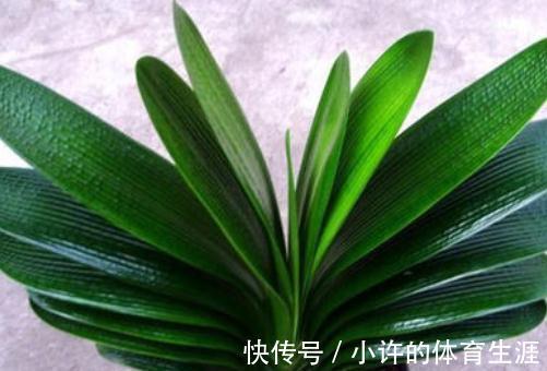 君子兰浇水有讲究,掌握好了再也不烂根