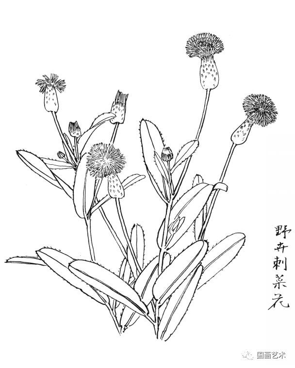  白描|花卉白描图谱选页分享