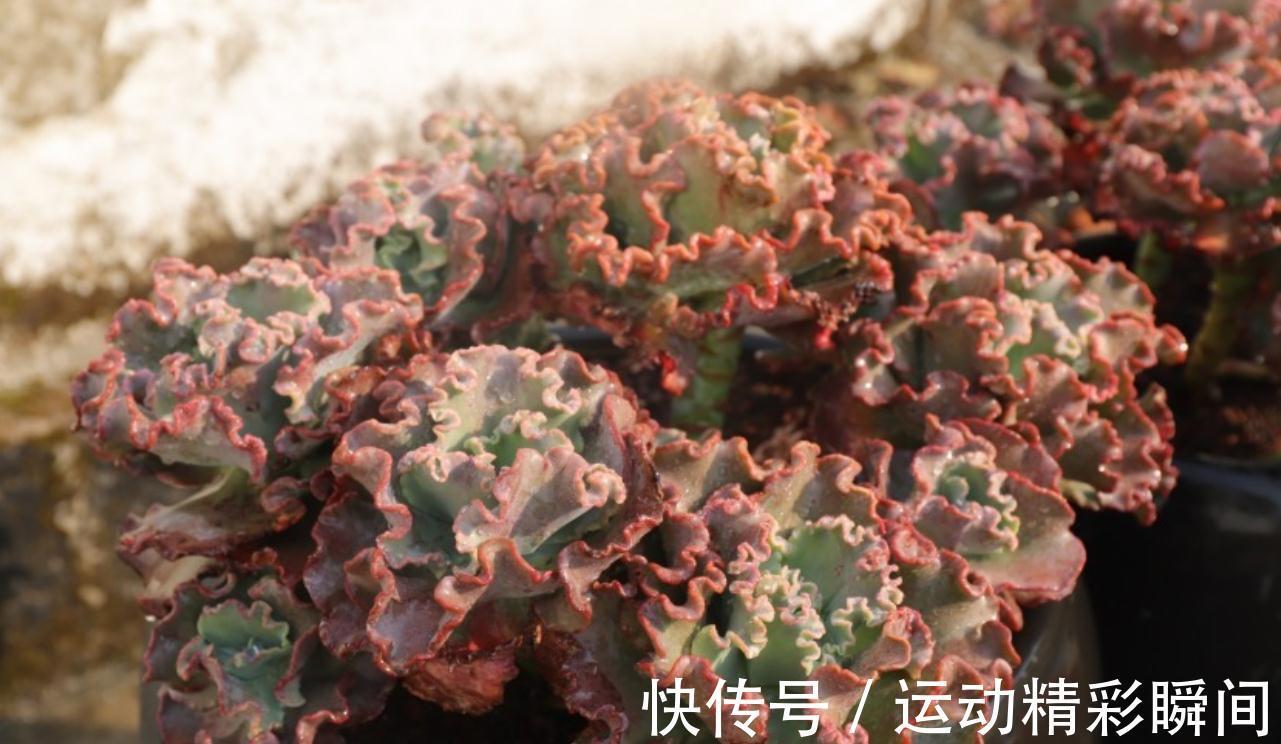 多肉小苗别急着控养,做好这四点,轻松控养出漂亮的多肉