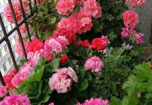 阳台养花就选它们,花上几块钱就能打造出花园,忒适合新手盆栽