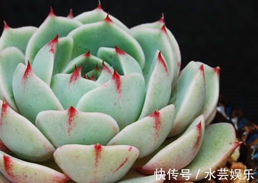 叶片|多肉苯巴蒂斯怎么养教你3个小妙招,养出清新多彩的苯巴蒂斯