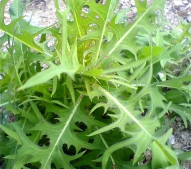 老人们|被称为野草的山莴苣，不仅能当野菜吃，还有很多作用