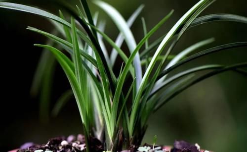 3月份养春兰和蕙兰，护花催芽两不误，有哪些技巧？