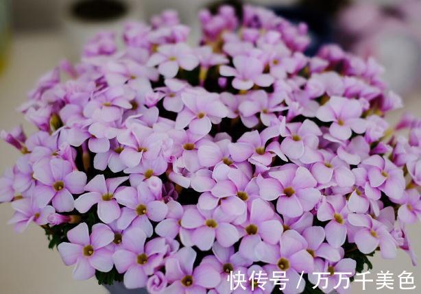 花盆越小开花越好的“皮实”花,塞进小花盆里,好养又好看