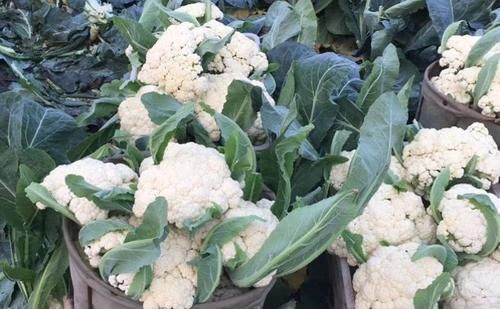 椰子|夏季养生，学会吃的食物，改善肠胃，排毒燃脂，清理体内毒素