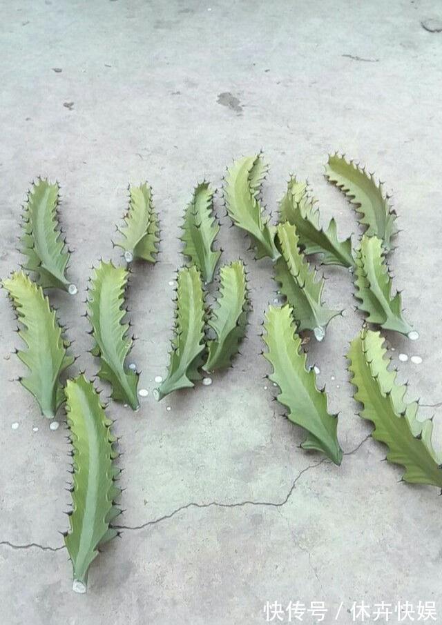 龙骨剪个叉，沾土就生根，长到“比人高”，放在门口最镇宅