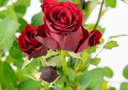 药片、黄豆养花全需下成本，不如用这2样灰，一分钱不花又实用