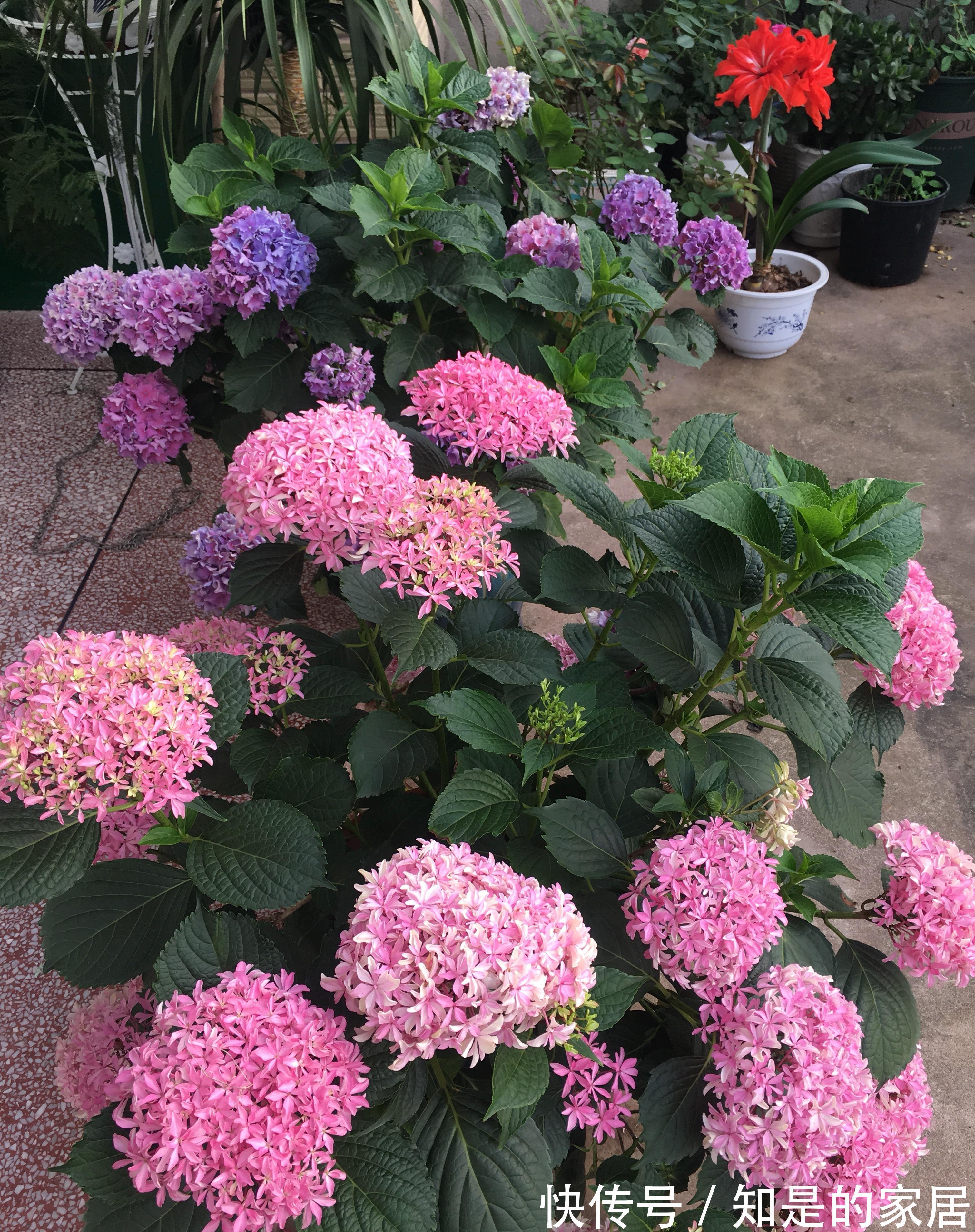 多元素|5种“漂亮花”，秋天乱修剪？小心来年，一年没花看