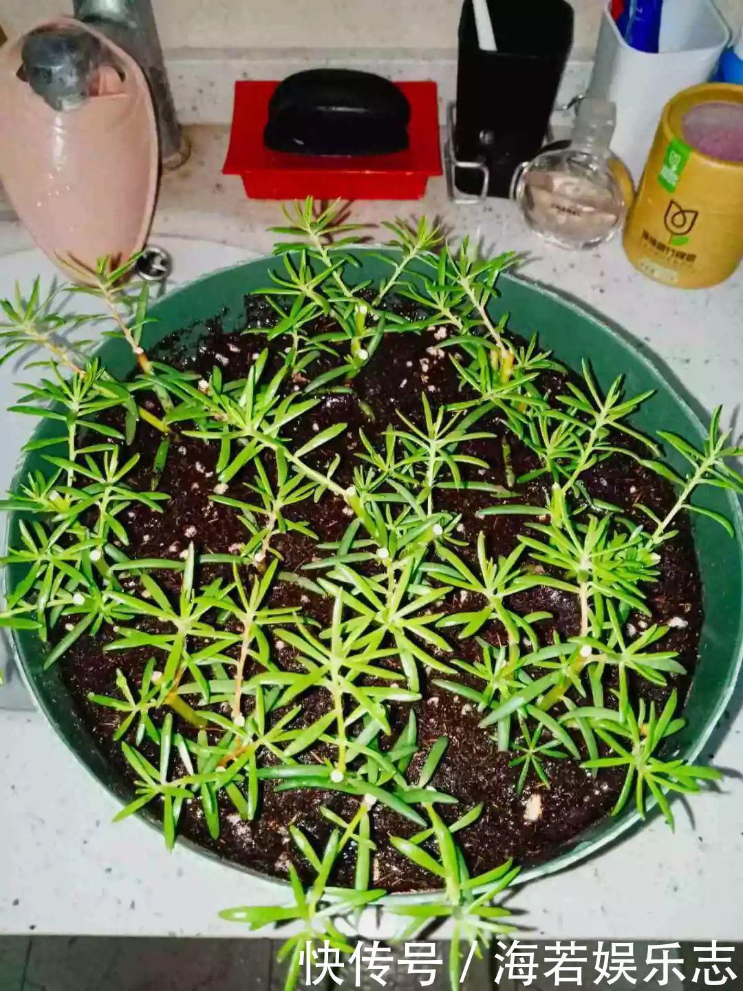 珠子|家里养了这花,小孩最喜欢,好看好玩太值了!