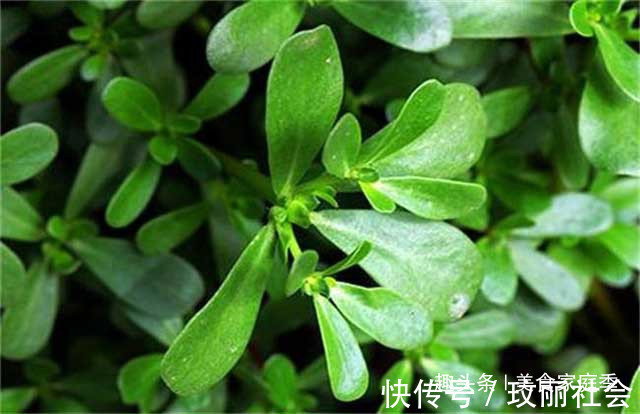 好吃|农村“超好吃”的5种野味，用来做菜特别香，但经常被误认成野草