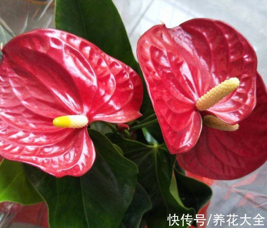 非常耐阴的10种开花植物,还有吉祥好兆头,养上一盆好运连连