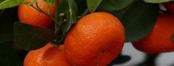 佛手苷内酯|高血压别总是吃药,多吃这几样食物,净化血管,血压更稳定