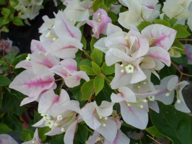 补充水分|这花名叫“百变小樱”,开起花来“不管不顾”,叶子都不长了!