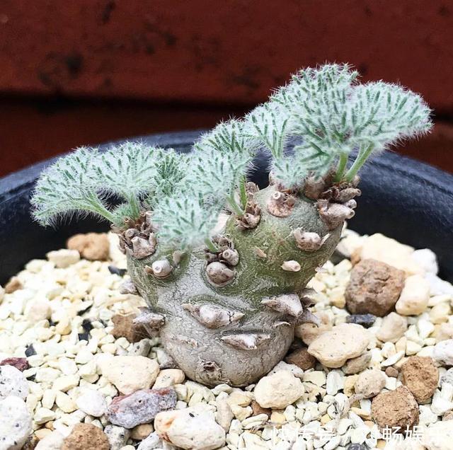 世界上最贵的花,一盆就是一座房子!看过的贵气满满