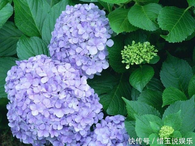 绣球花|这几种花入秋就别动了,剪错地方花芽全掉了,明年开花都成问题