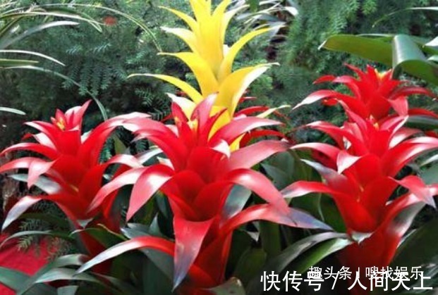 此花花色绚丽,别致的花朵形态宛如玲珑宝塔,象征幸福就在你身边