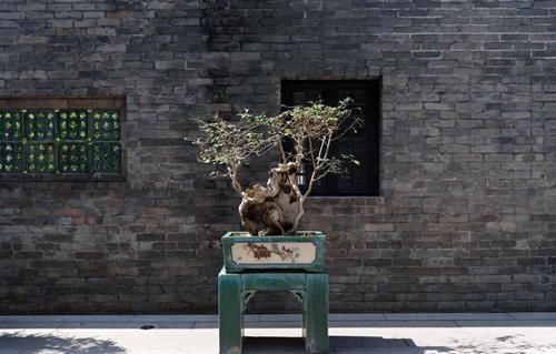 盆景养护不周造成植株萎蔫,找到原因,救治及时很重要