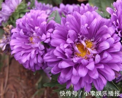 此花花开时光彩夺目,寓意着请相信我,让人有十足的安全感!