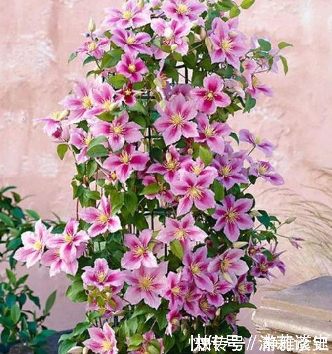 阳台上|4种花开花吉祥又喜庆,花朵漂亮,家里养一盆四季有花赏