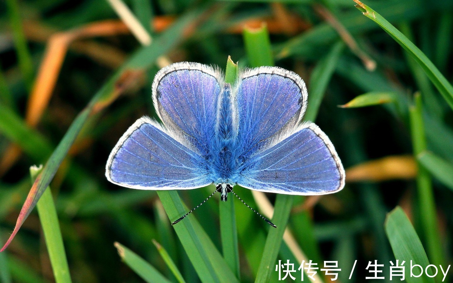 角度看|看似没有主心骨，实际上心中已有答案，有些心口不一的生肖