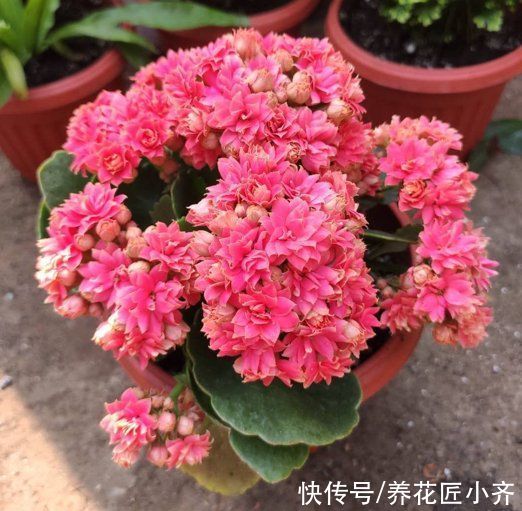 养护|长寿花应该摆放在哪里？新手四季养护指南告诉你，让它叶绿花多