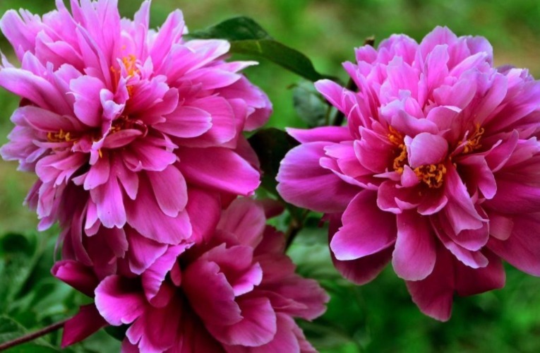 芍药花如何养更漂亮教你3个妙招，花开满枝头，花朵艳丽多彩