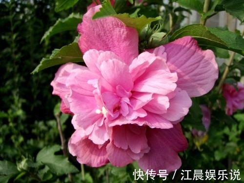 阳台|这几种花最适合现在扦插，一年最佳时机，几步就得到一阳台花海！