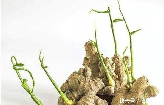 生姜的好处有很多,直接在家里种一盆生姜,开发生姜酸可以多次吃