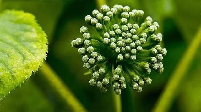 草药|80岁中医用3味草药，缓解手指凉、僵、疼，让阳气恢复