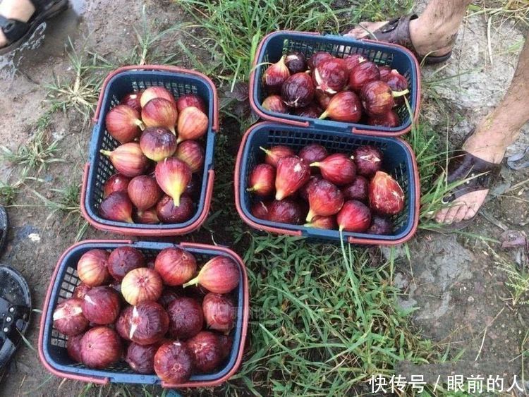 女性|女性到了中年,推荐3种食物,平肝降压,延缓衰老,增强抵抗力