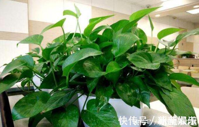 6种花冬季不要晒太阳,它喜荫怕晒,卧室卫生间这些地方最合适!